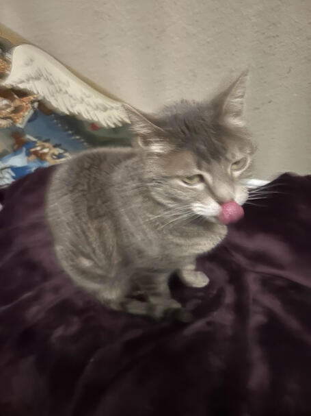 izzy