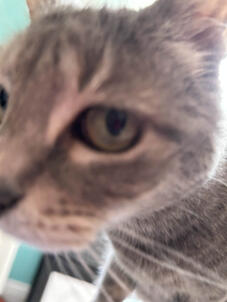 izzy izzy