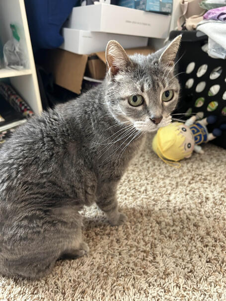 izzy