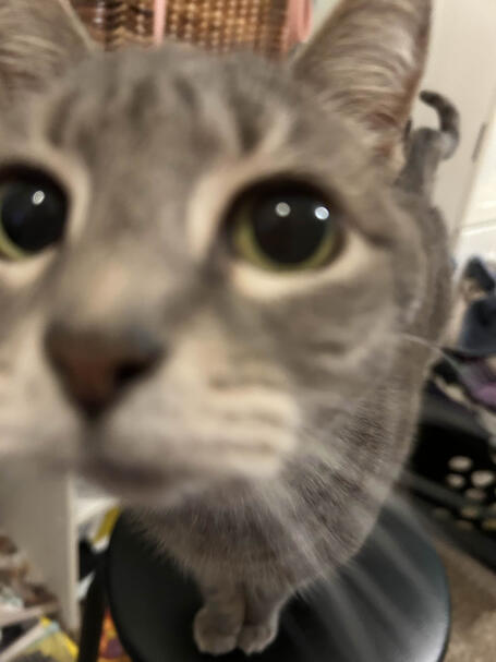 izzy