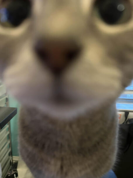 izzy